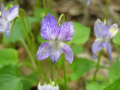 Viola sieheana