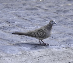 Geopelia striata