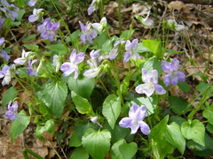 Viola sieheana