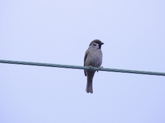 Passer montanus