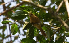 Orchesticus abeillei