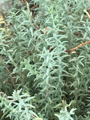 Rhodanthe anthemoides