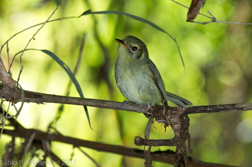 Oustalet's Tyrannulet photo