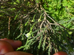 Selago ramosissima