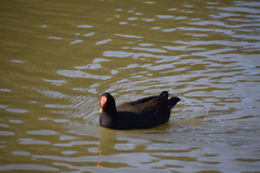 Gallinula tenebrosa