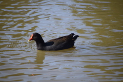 Gallinula tenebrosa