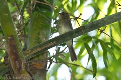 Lathrotriccus euleri