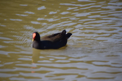 Gallinula tenebrosa