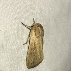 Mythimna oxygala