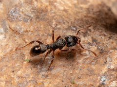 Rhytidoponera victoriae