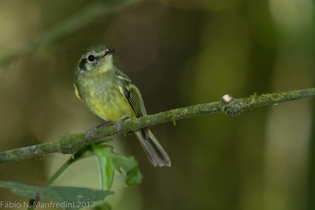 Sao Paulo Bristle-Tyrant (Pogonotriccus paulista) photo