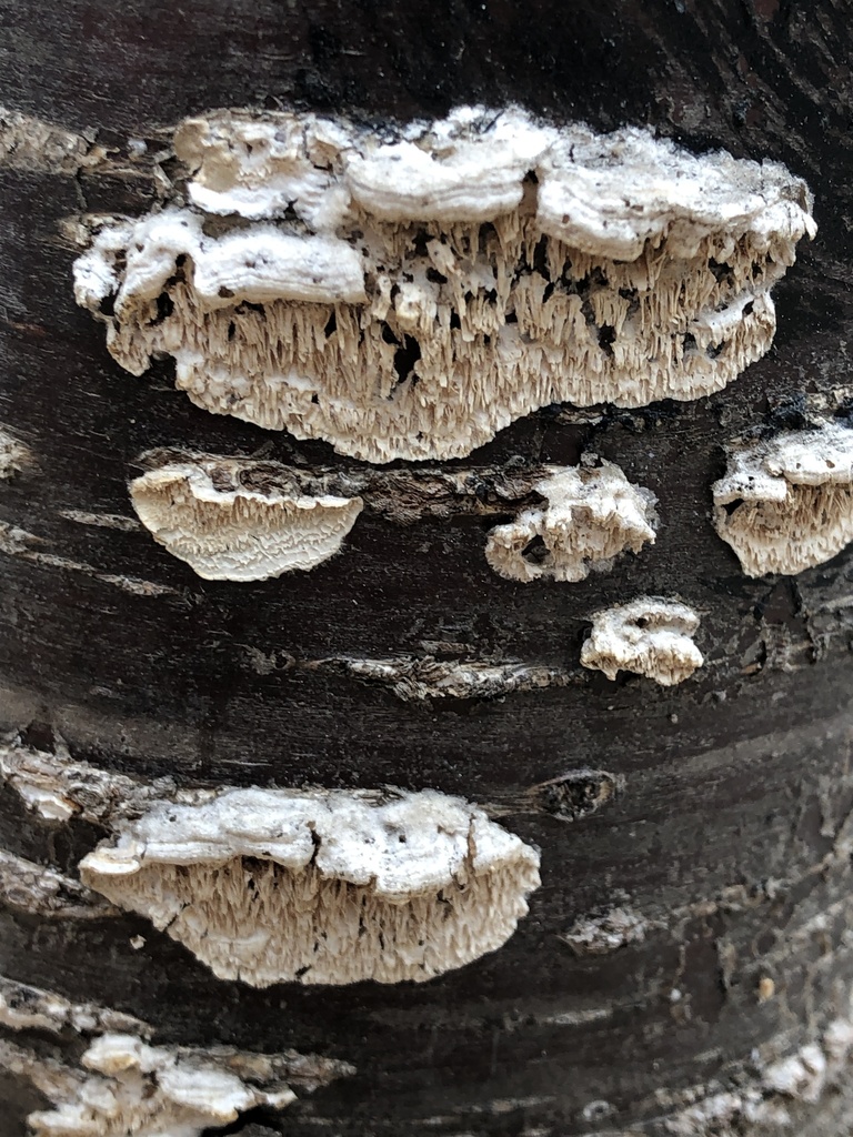 Irpex lacteus · February 2021 · photo: © mister_bumble (iNaturalist, cc-by)