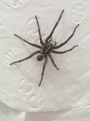 Tasmanicosa godeffroyi