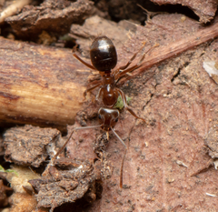 Prolasius