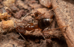 Prolasius