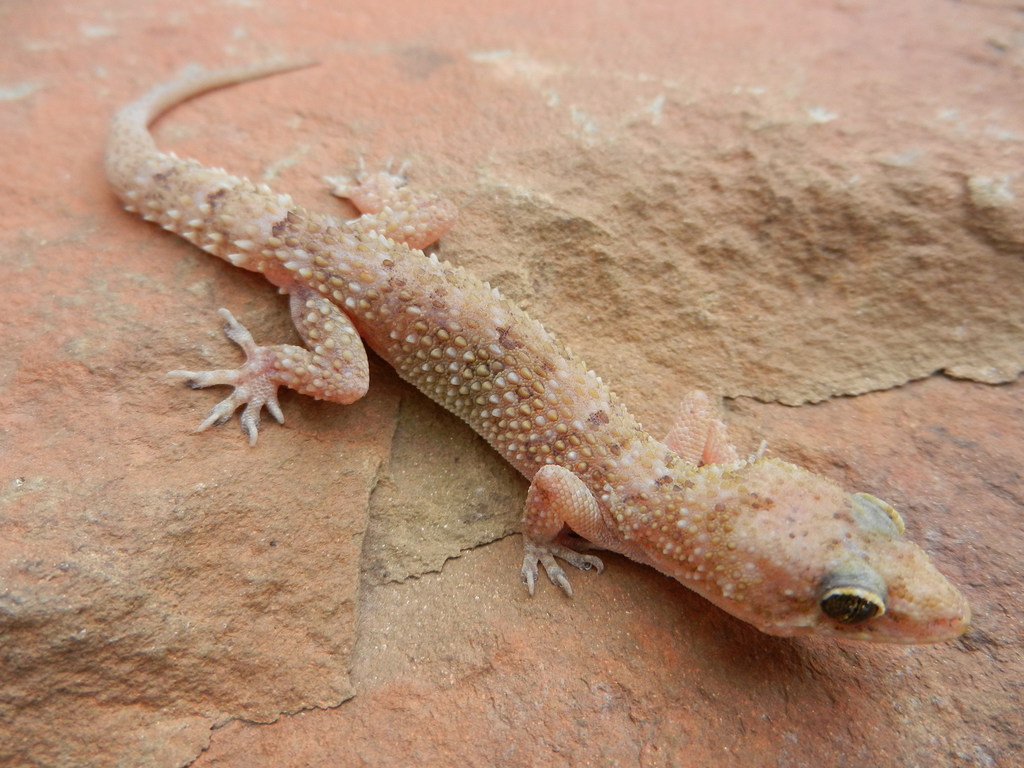 House Gecko