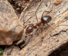 Prolasius