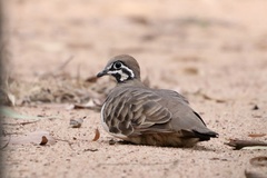 Geophaps scripta scripta