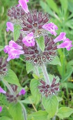 Clinopodium vulgare