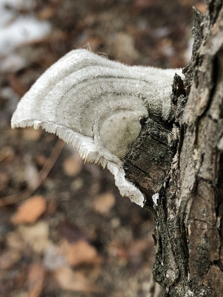 Trametes hirsuta · February 2021 · photo: © mister_bumble (iNaturalist, cc-by)