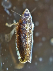 Scaphytopius frontalis