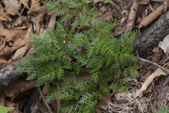 Adonis amurensis
