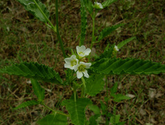 Sida alba