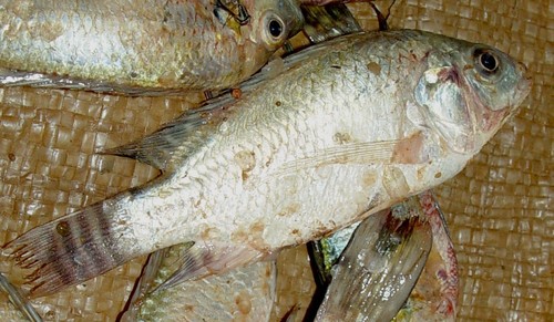 Nile Tilapia