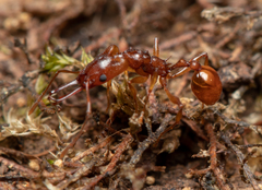 Orectognathus antennatus