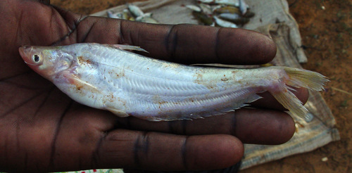 Silver Butter Catfish
