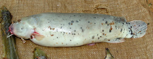 Electric catfish (Malapterurus electricus) — Malapteruridae — 3