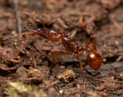 Orectognathus antennatus
