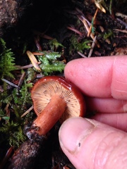Lactarius badiosanguineus