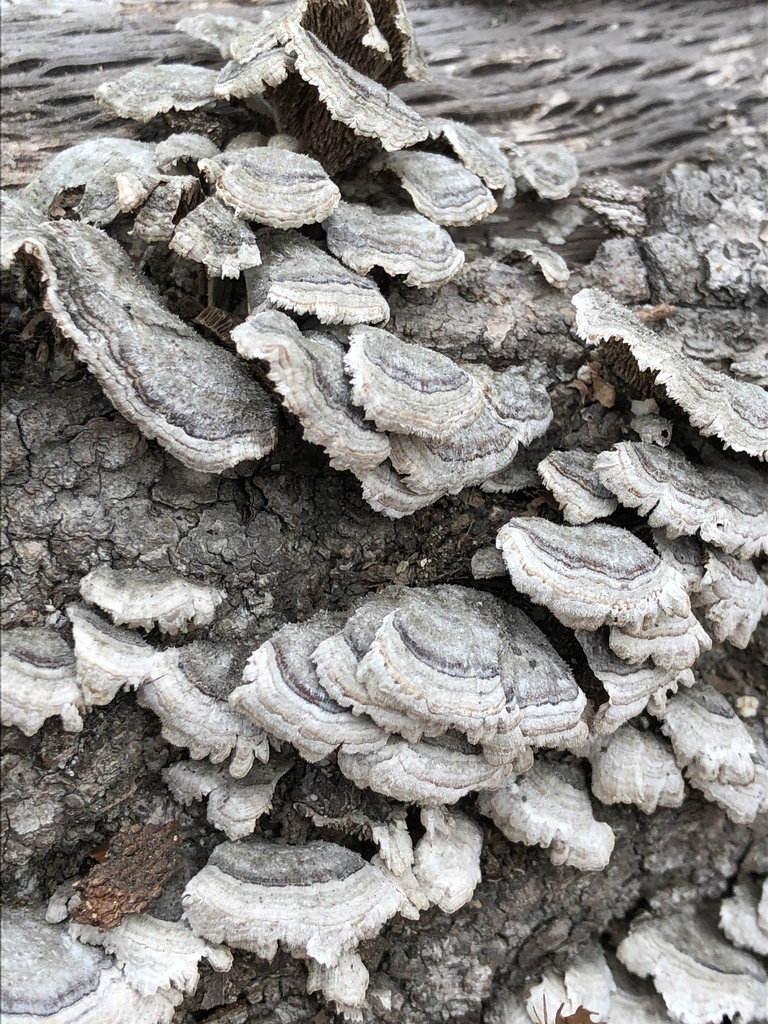 Cerrena unicolor · February 2021 · photo: © mister_bumble (iNaturalist, cc-by)