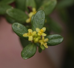 Pimelea hewardiana