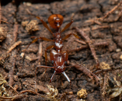 Orectognathus antennatus