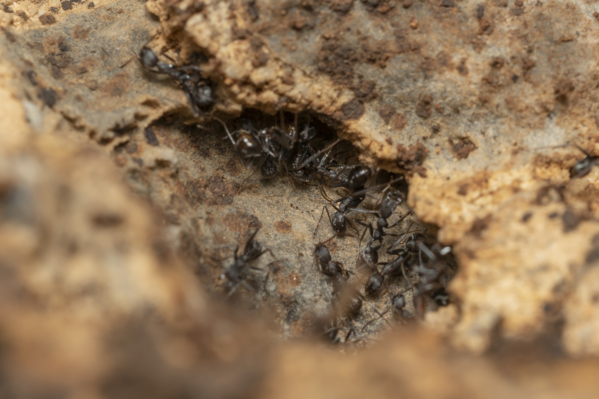 Aphaenogaster sporadis