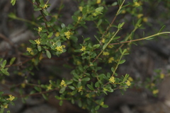 Pimelea hewardiana