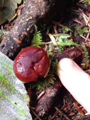 Lactarius badiosanguineus