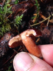 Lactarius badiosanguineus