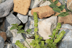 Aristolochia parvifolia