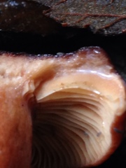 Lactarius badiosanguineus