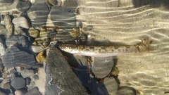 Pseudaphritis urvillii