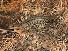 Gerrhonotus liocephalus