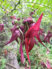 Clianthus maximus