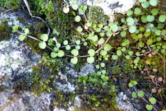 Epilobium nummulariifolium