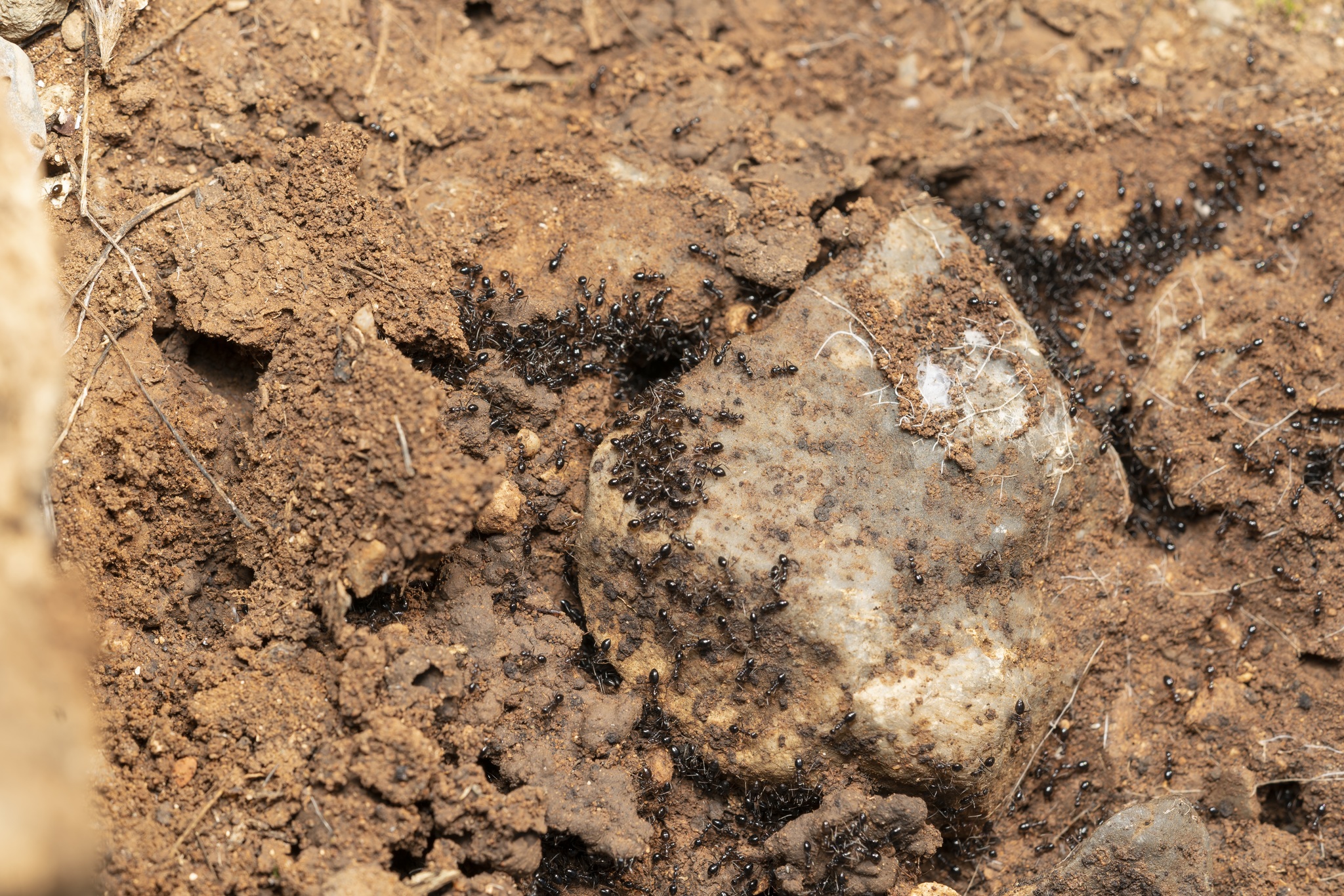 Lepisiota melas