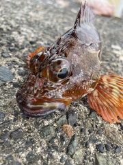 Sebastiscus marmoratus