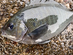 Girella punctata