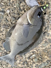 Girella punctata